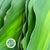 Dracaena 'Massangeana' (x10)