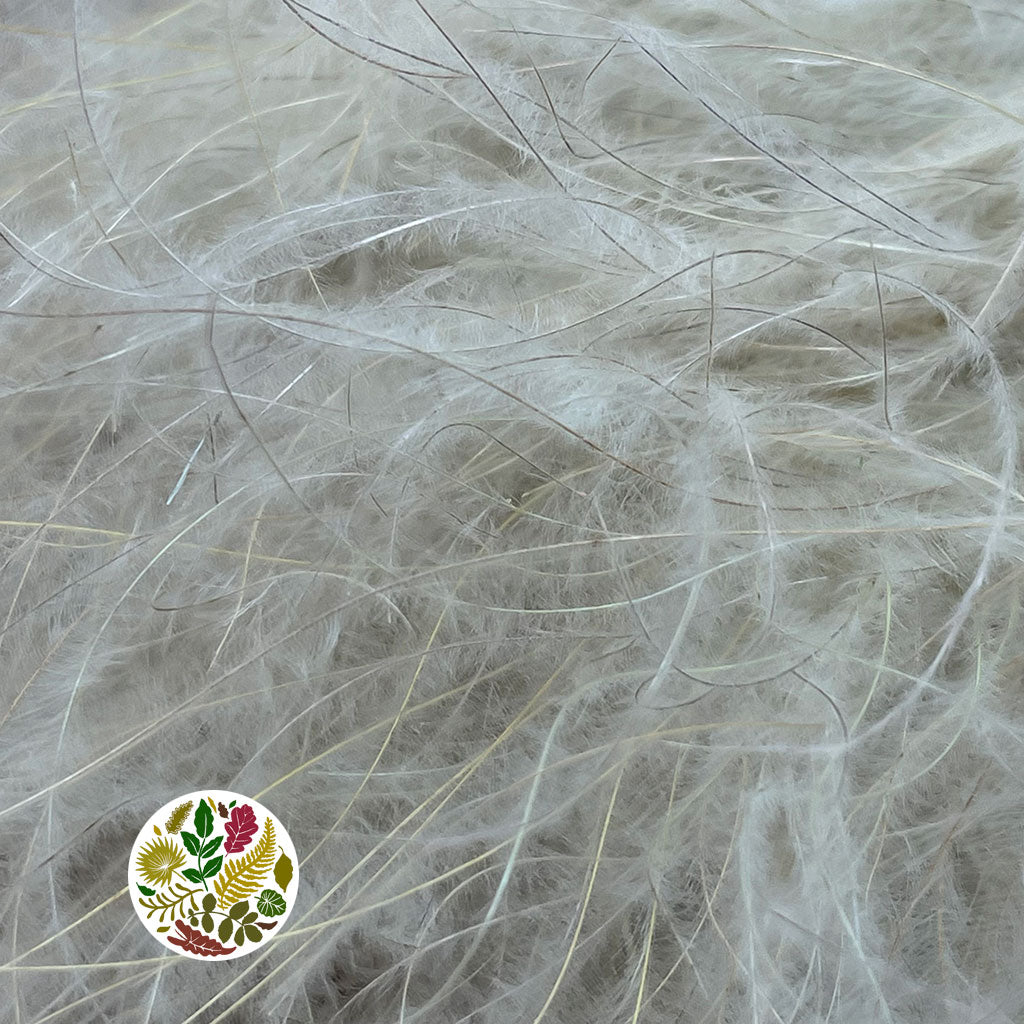 Stipa pennata &quot;European Feather Grass&quot; 70cm (Natural)