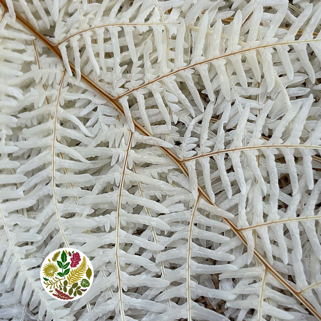 Fern &#39;Sword Fern&#39; (Bleached) (DRY) (x10)