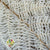 Fern 'Sword Fern' (Bleached) (DRY) (x10)