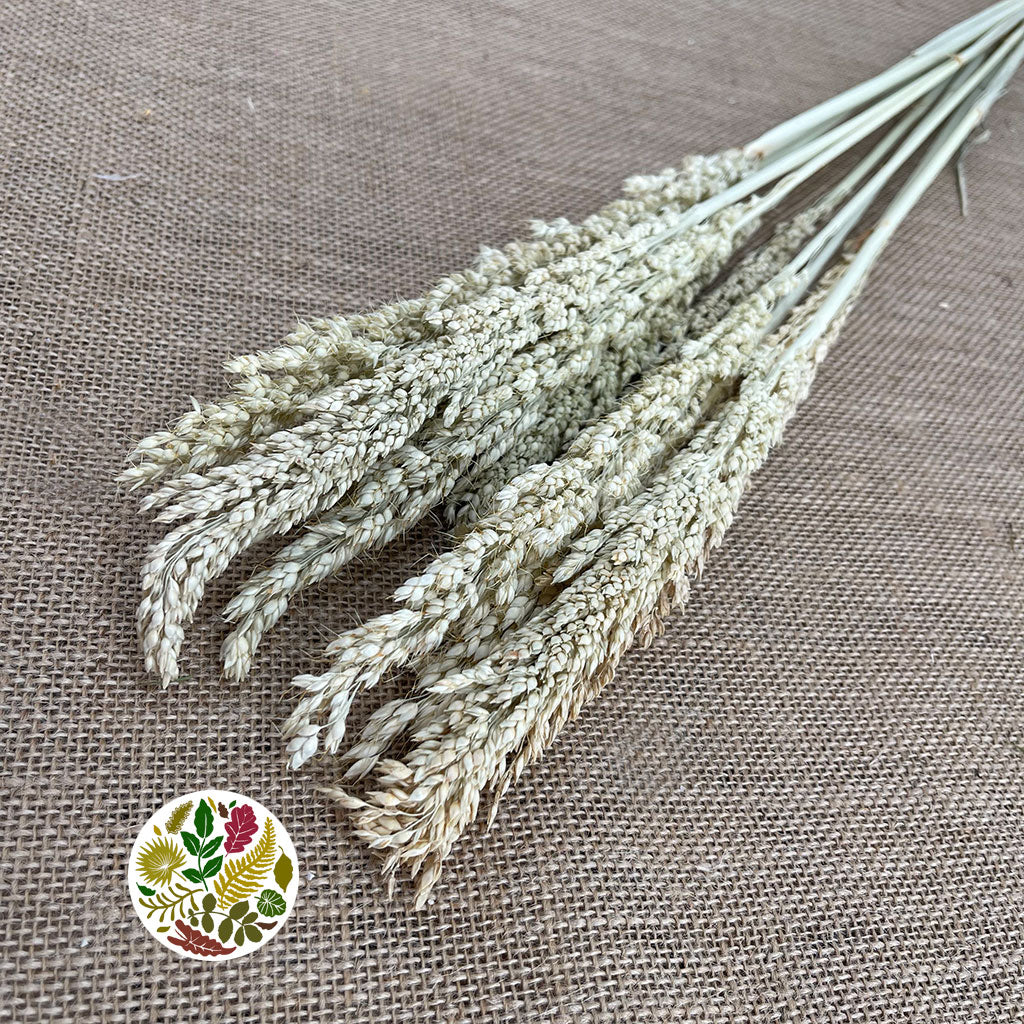 Grass &#39;Sorgum&#39; (Natural) (DRY) 70cm (100g)