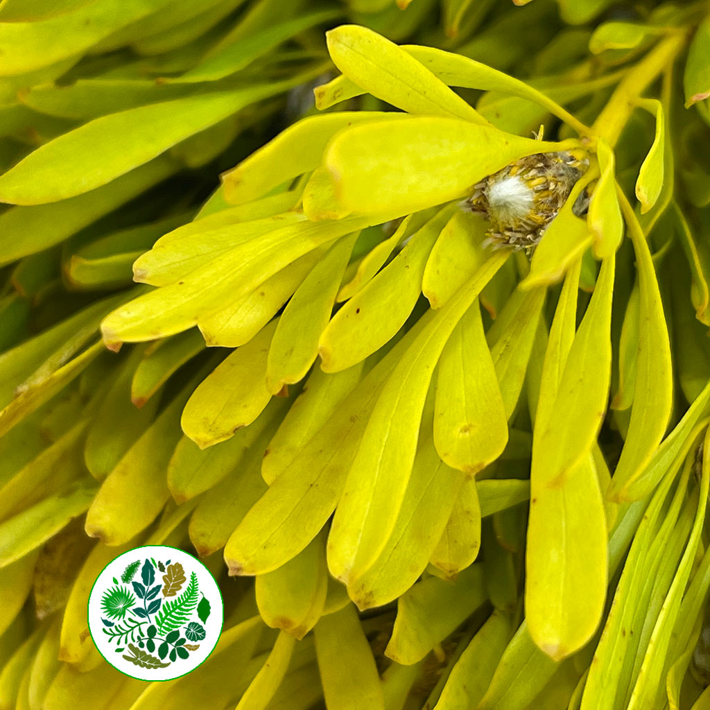 Leucadendron 'Platyspermum' 50cm (x10)