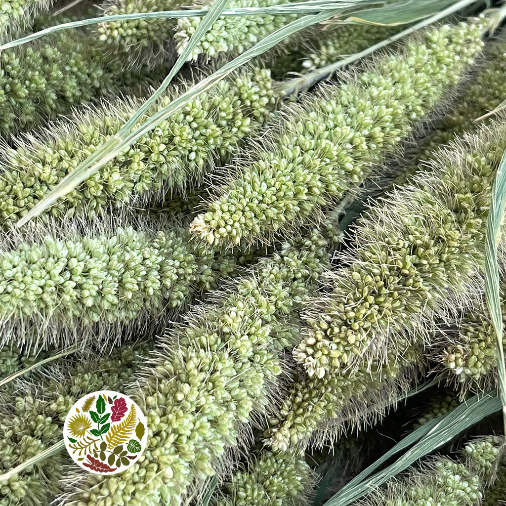 Grass &#39;Setaria&#39; (DRY)