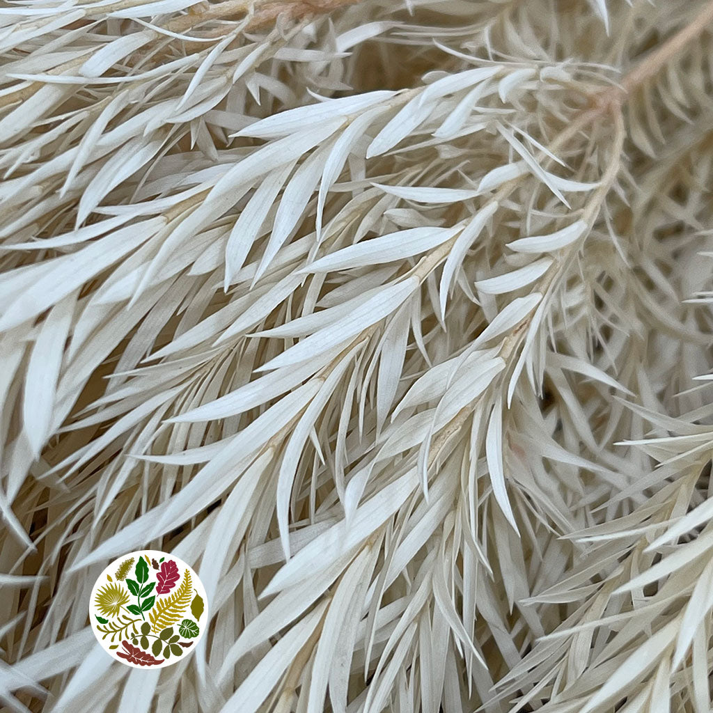 Grass &#39;Melaleuca Bracteatan&#39; (Bleached) (DRY) 70cm (x4)