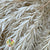 Grass 'Melaleuca Bracteatan' (Bleached) (DRY) 70cm (x4)