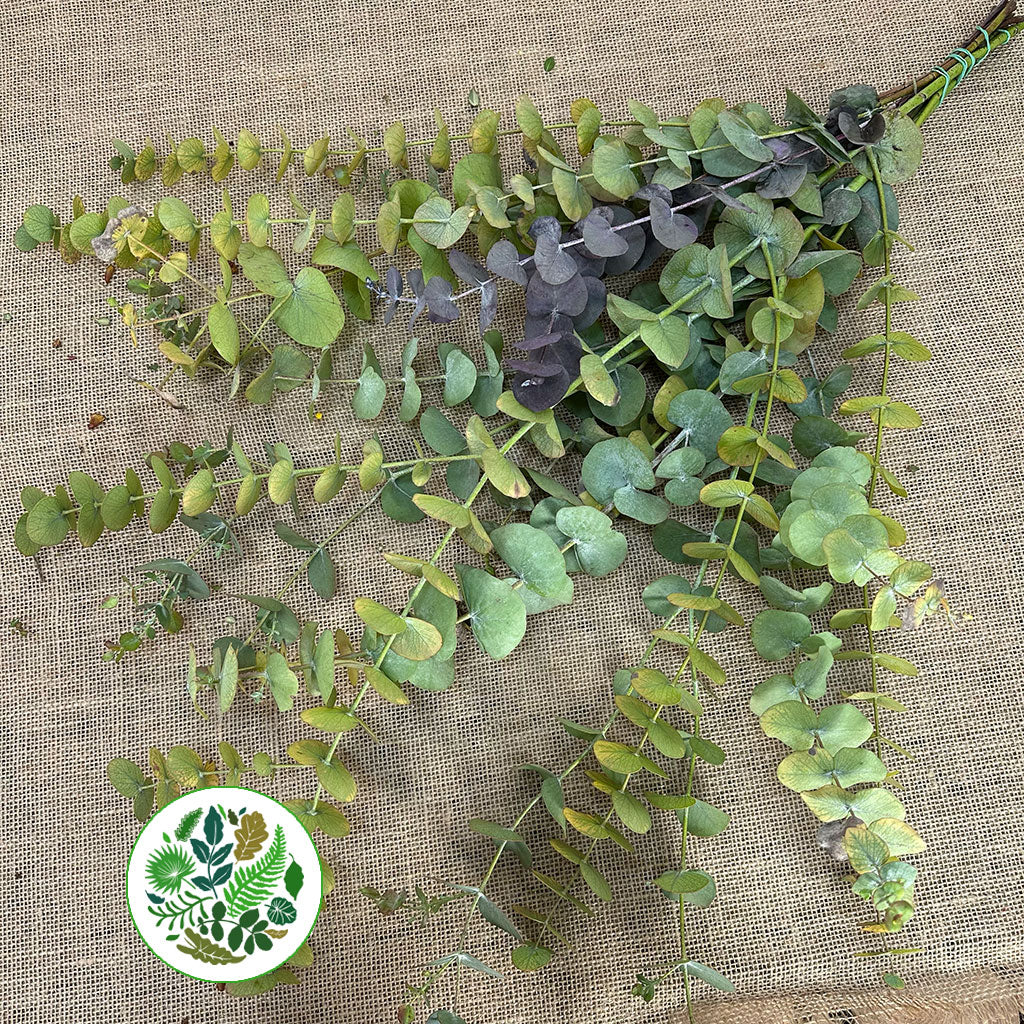 Eucalyptus &#39;Cinerea&#39; &#39;Autumnal&#39; 70cm (200g)