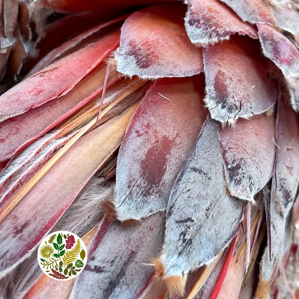 Protea &#39;Barbigera&#39; (Flower) (DRY) (Natural Red) (x3)