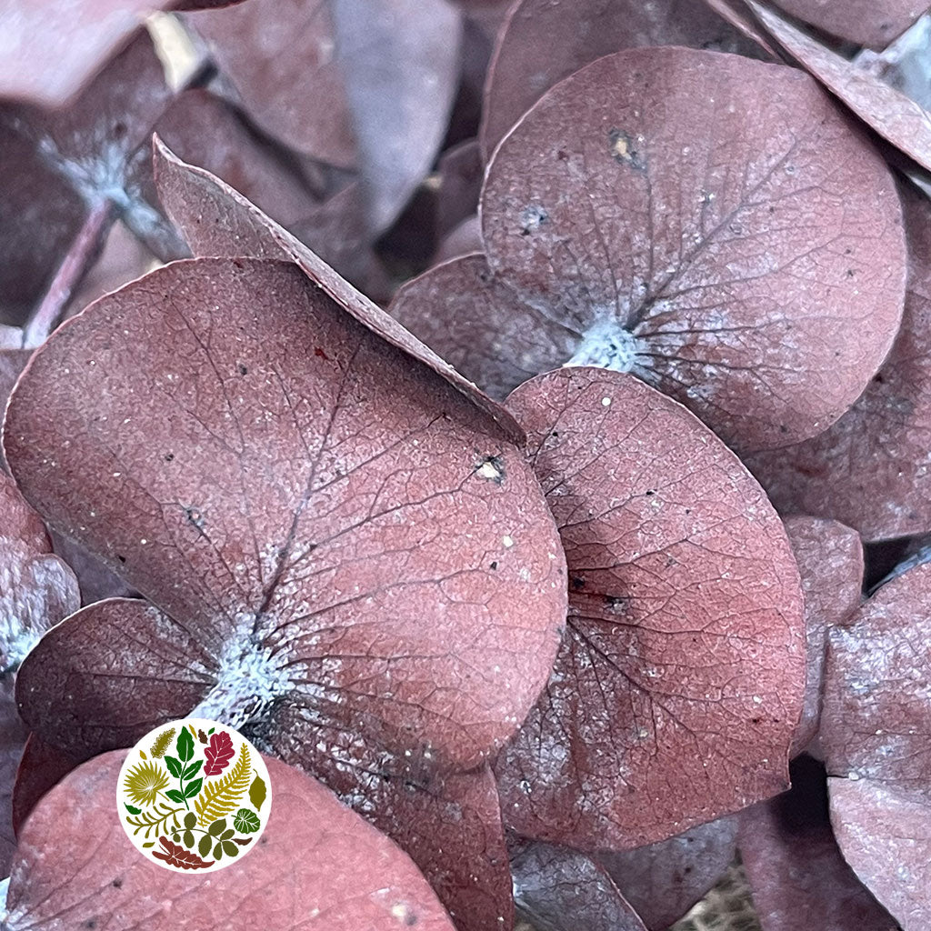 Eucalyptus &#39;Spiral&#39; (Preserved) (Various Colours) (DRY)