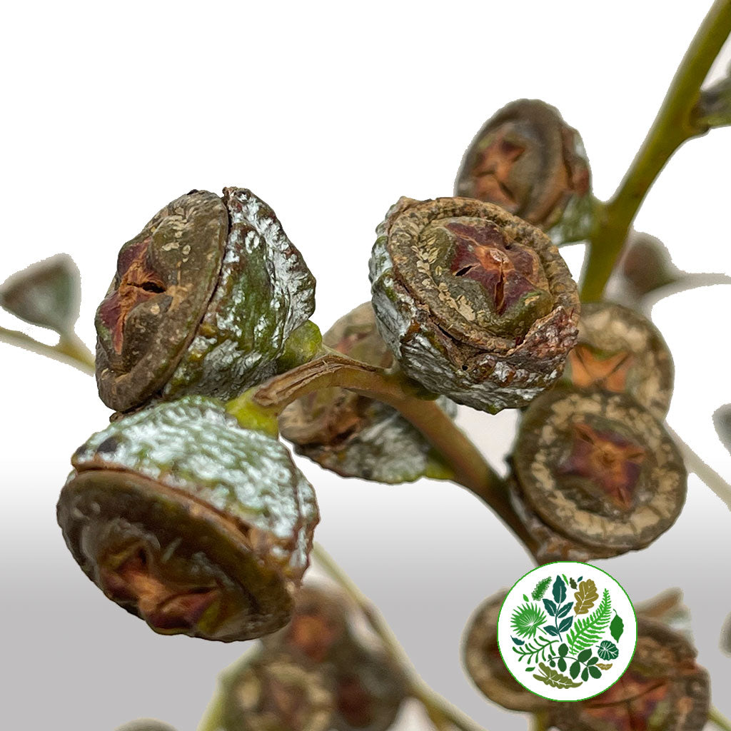 Eucalyptus &#39;Pods&#39; (Antique) 60cm (400g)