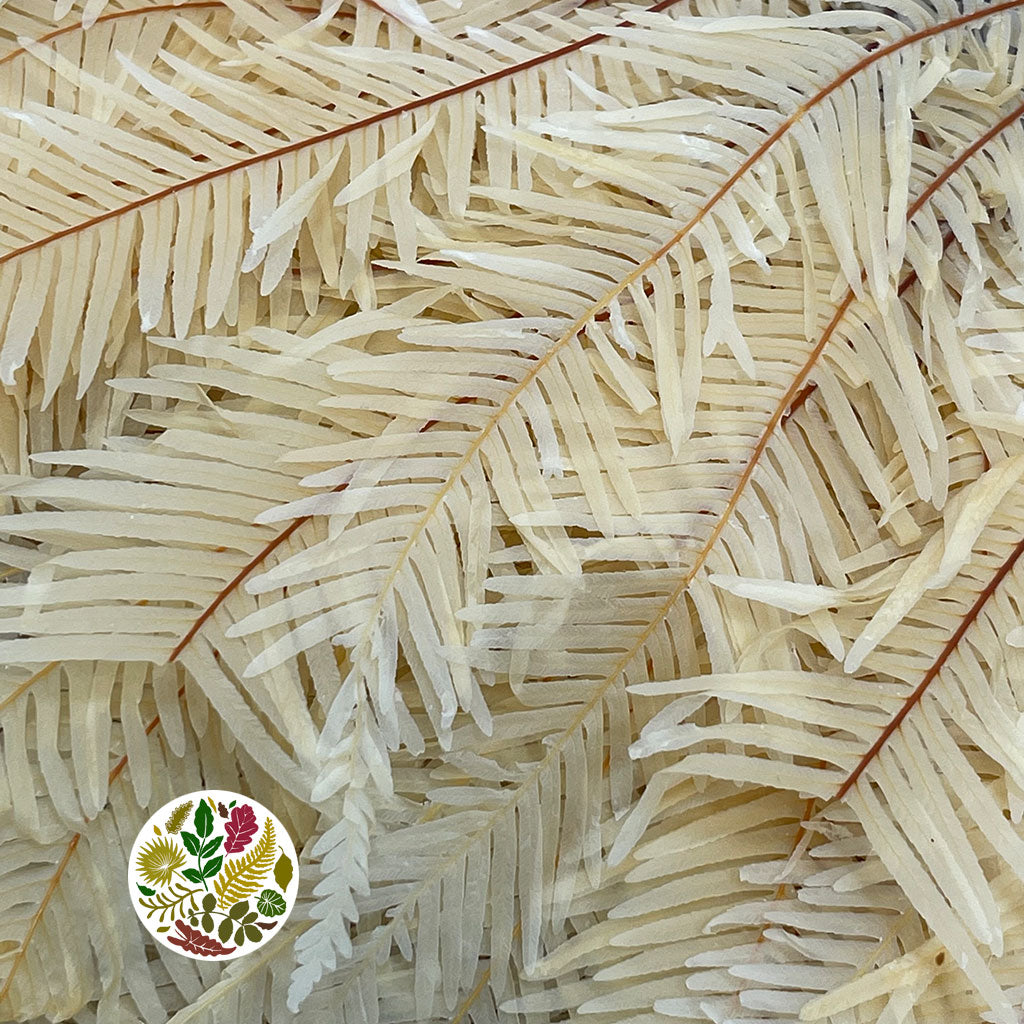 Fern &#39;Umbrella&#39; (Bleached) (DRY) (x10)
