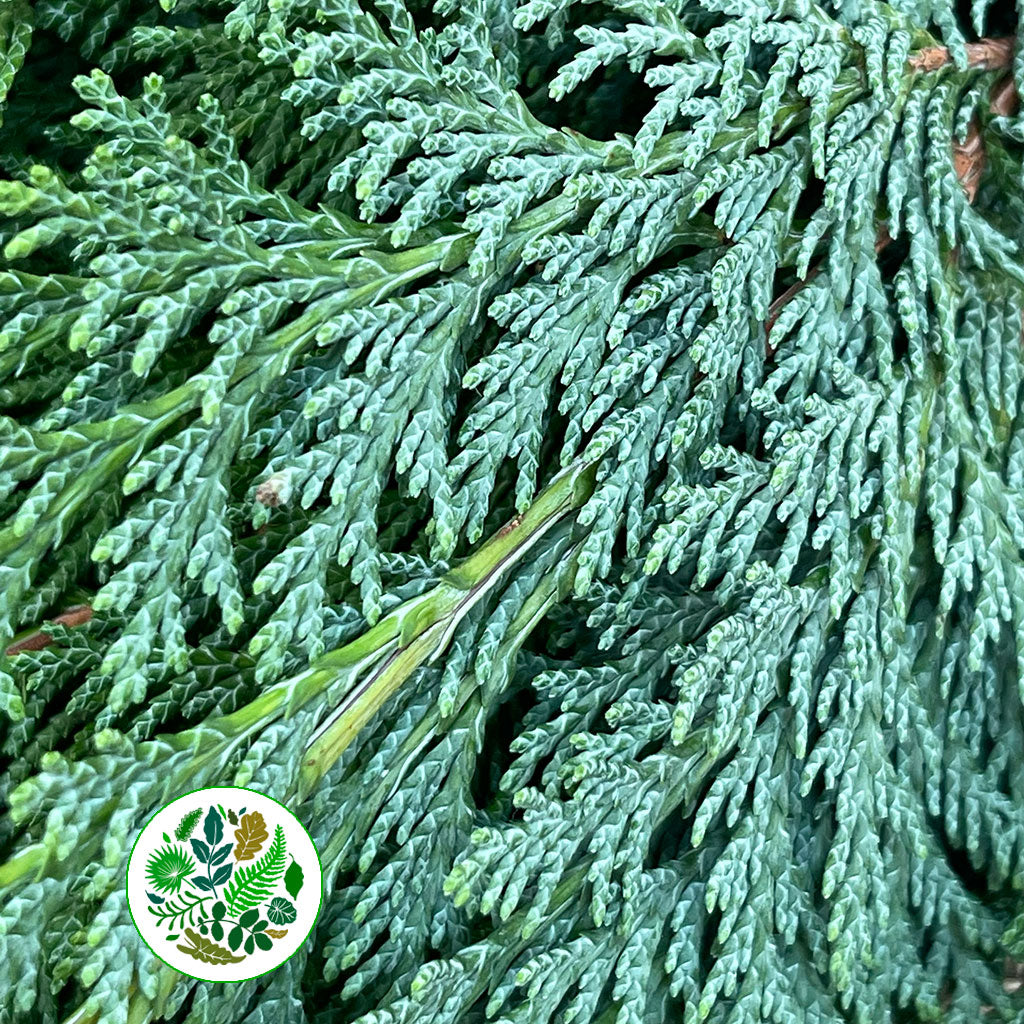 Conifer &#39;Blue Natural&#39; 65cm (400g)