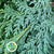 Conifer 'Blue Natural' 65cm (400g)