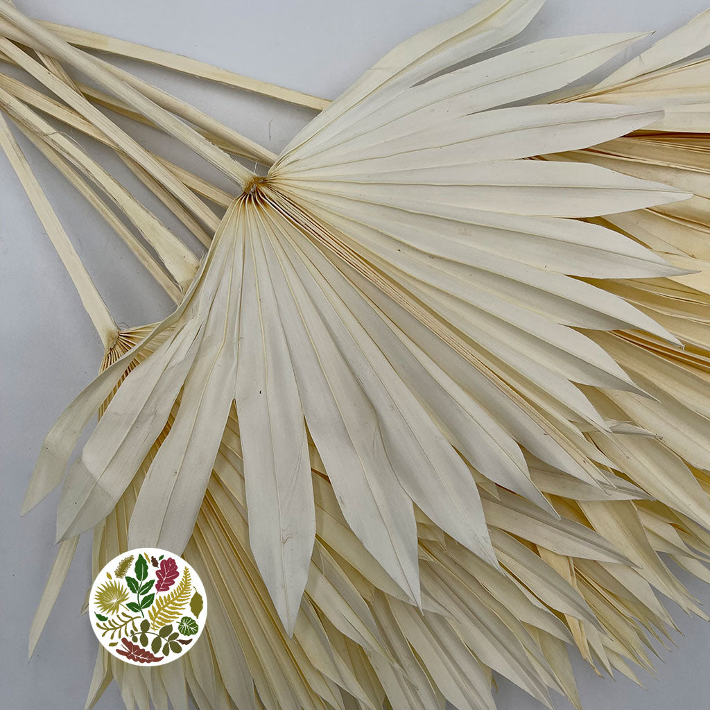 Palm &#39;Fan Palm&#39; (Bleached) DRY (x10)