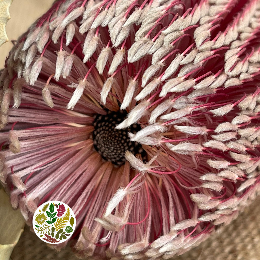 Protea 'Banksia' (Menziesli) DRY (x2)