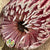 Protea 'Banksia' (Menziesli) DRY (x2)