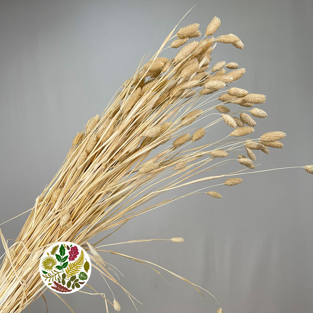 Grass &#39;Phalaris&#39; (Bleached) (DRY) 60cm