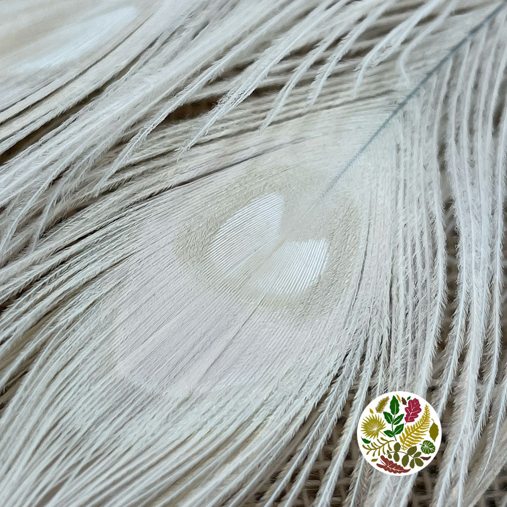 Feathers &#39;Peacock&#39; 90-100cm (Bleached) (DRY) (x10)