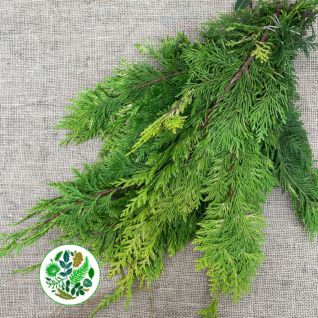 Conifer 'Yellow Natural' (Small bunch)