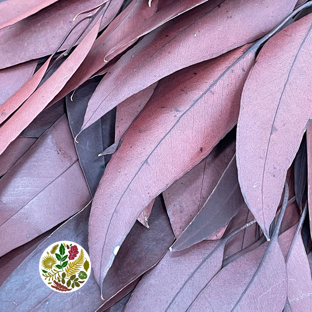 Eucalyptus &#39;Willow&#39; (Burgundy) (DRY) (Preserved)