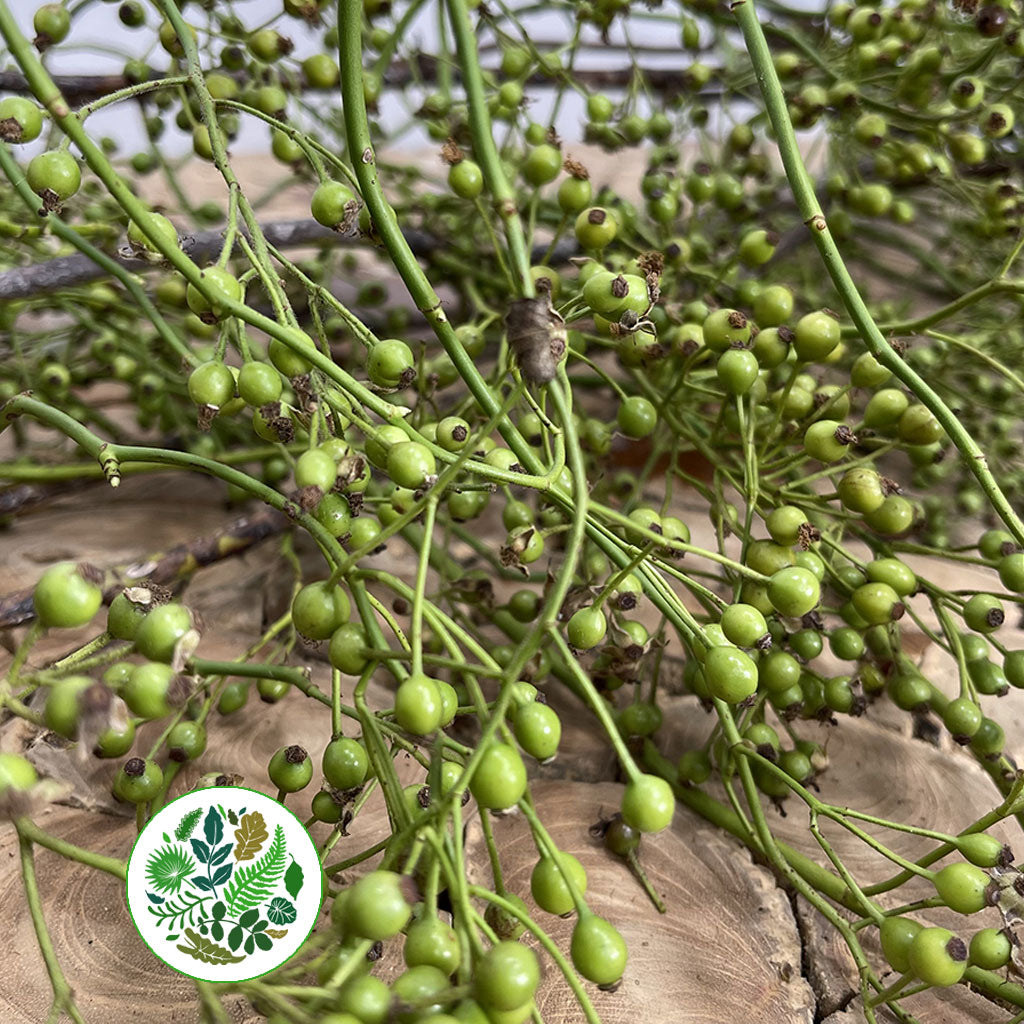 Rose Hips 'Corallo' Green Natural (Various Heights)