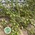 Rose Hips 'Corallo' Green Natural (Various Heights)