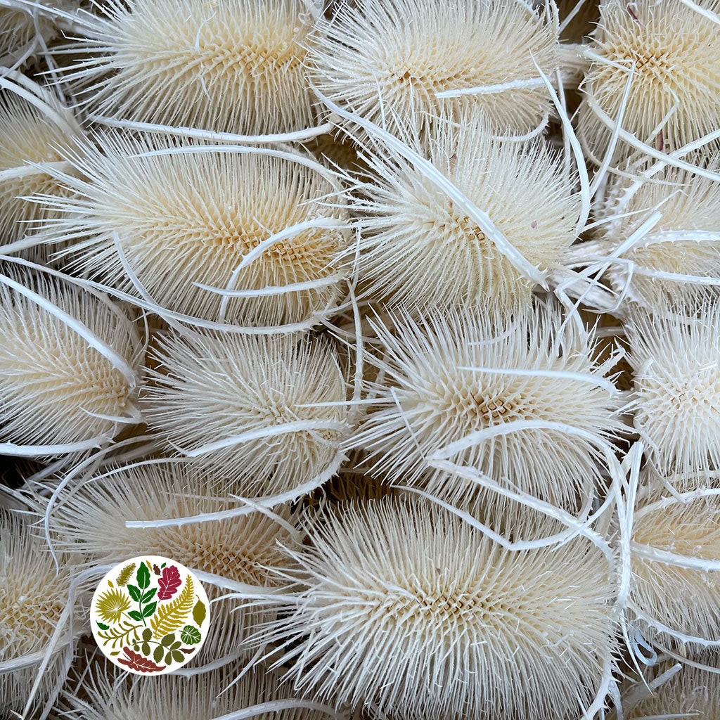 Thistle 'Heads' (Bleached) (DRY) (White)