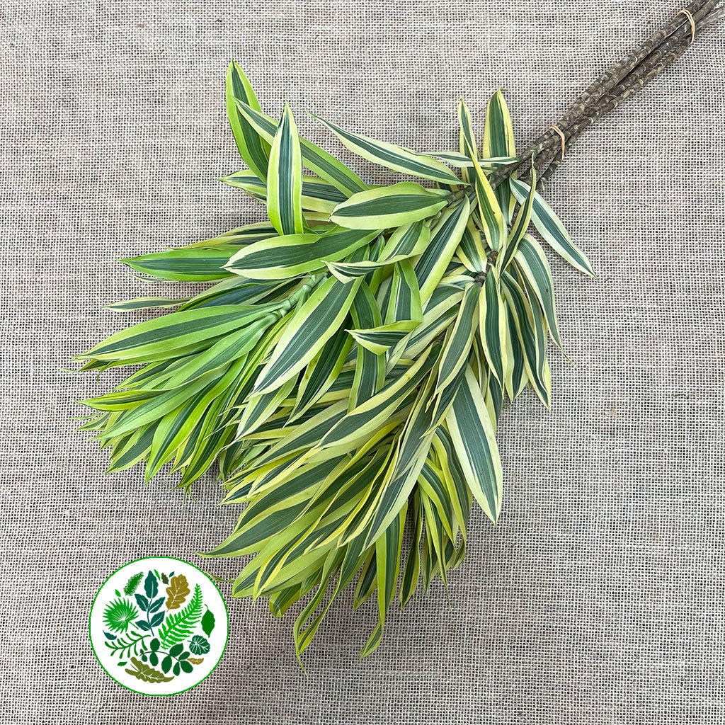 Dracena reflexa &#39;Song of India&#39; 60cm (x5)