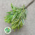 Dracena reflexa 'Song of India' 60cm (x5)