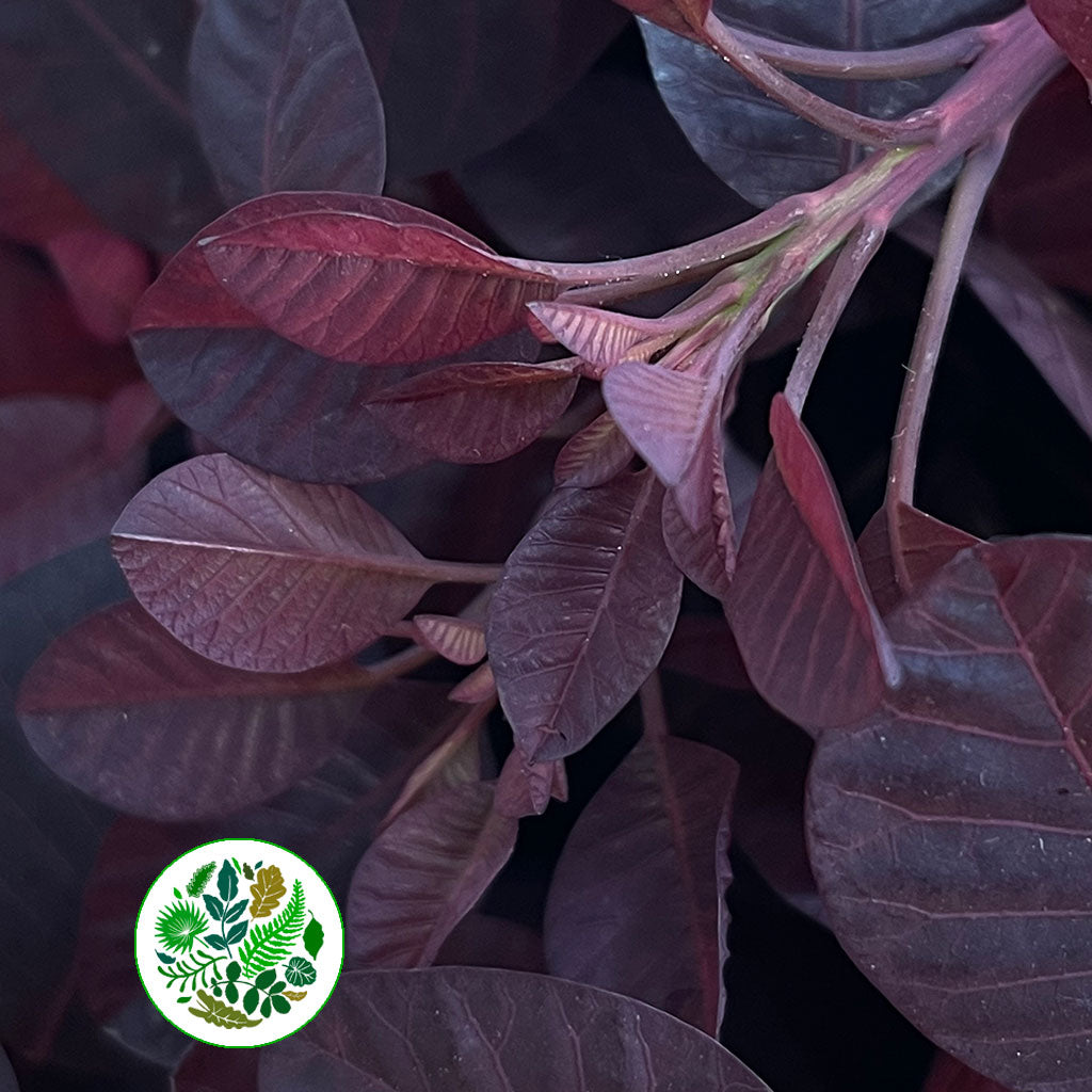 Cotinus &#39;Royal Purple&#39; 60cm (x10)