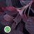 Cotinus 'Royal Purple' 60cm (x10)