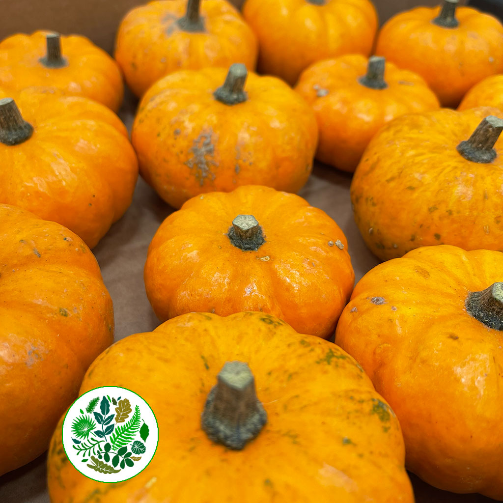 Pumpkinis Tray (Mini Pumpkins) (Various Sizes)