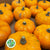 Pumpkinis Small Tray (Mini Pumpkins) (x18)