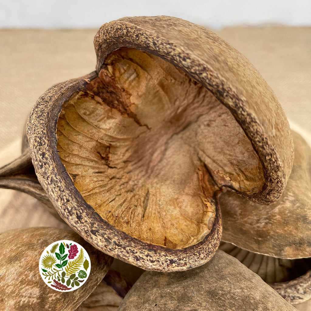 Nuts &#39;Budha Nuts&#39; (Cluster on Rope) (DRY) 40cm (x5)