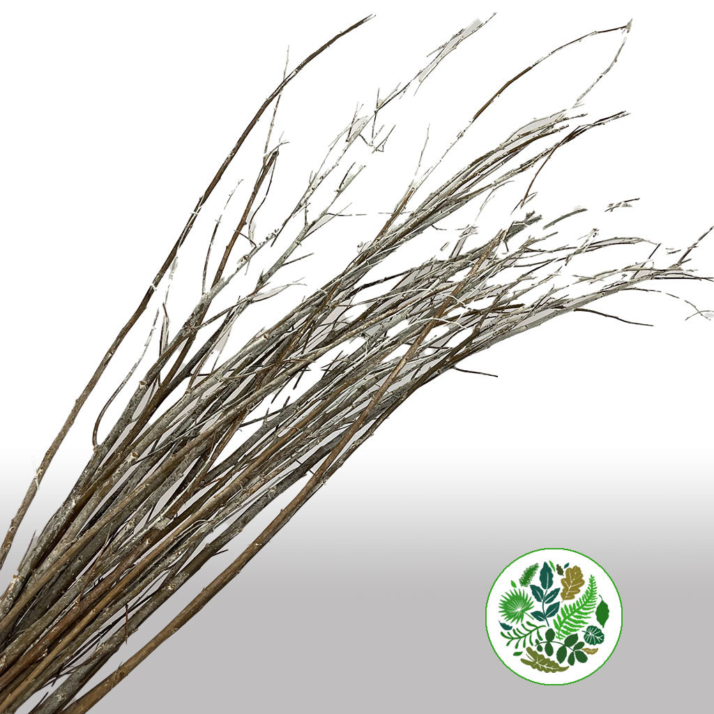 Populus 'Alba' (Various heights)