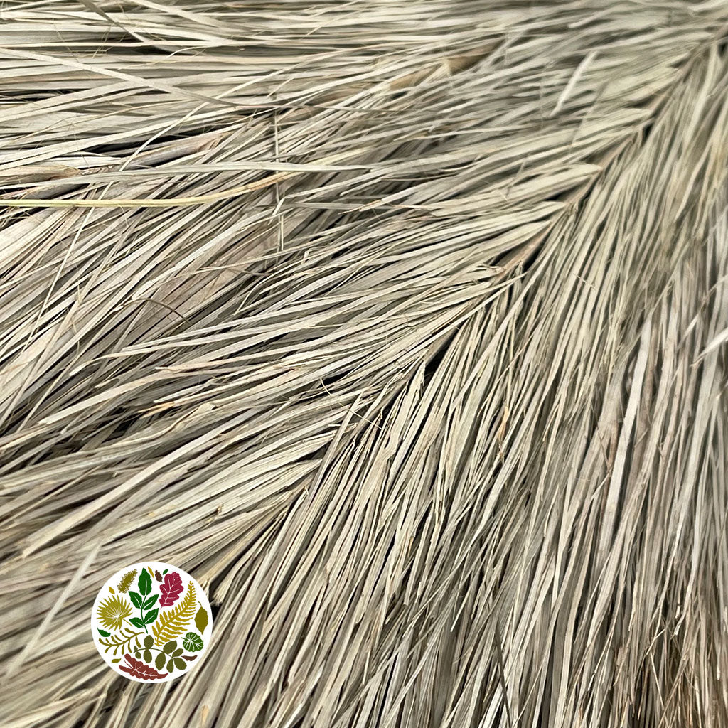 Palm 'Date Palm' (Thin) 65cm (Natural) (DRY)