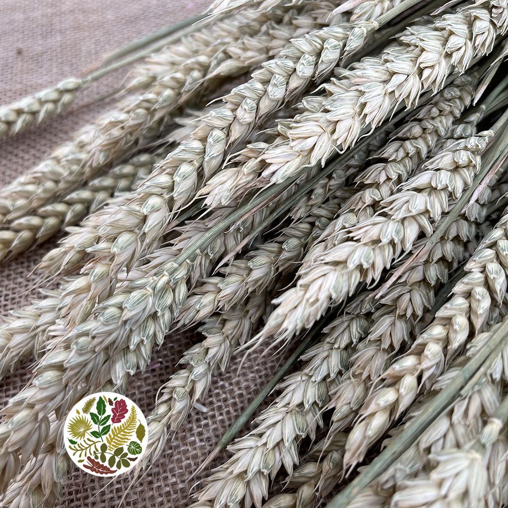 Grass &#39;Tricitum&#39; (Wheat) (DRY)