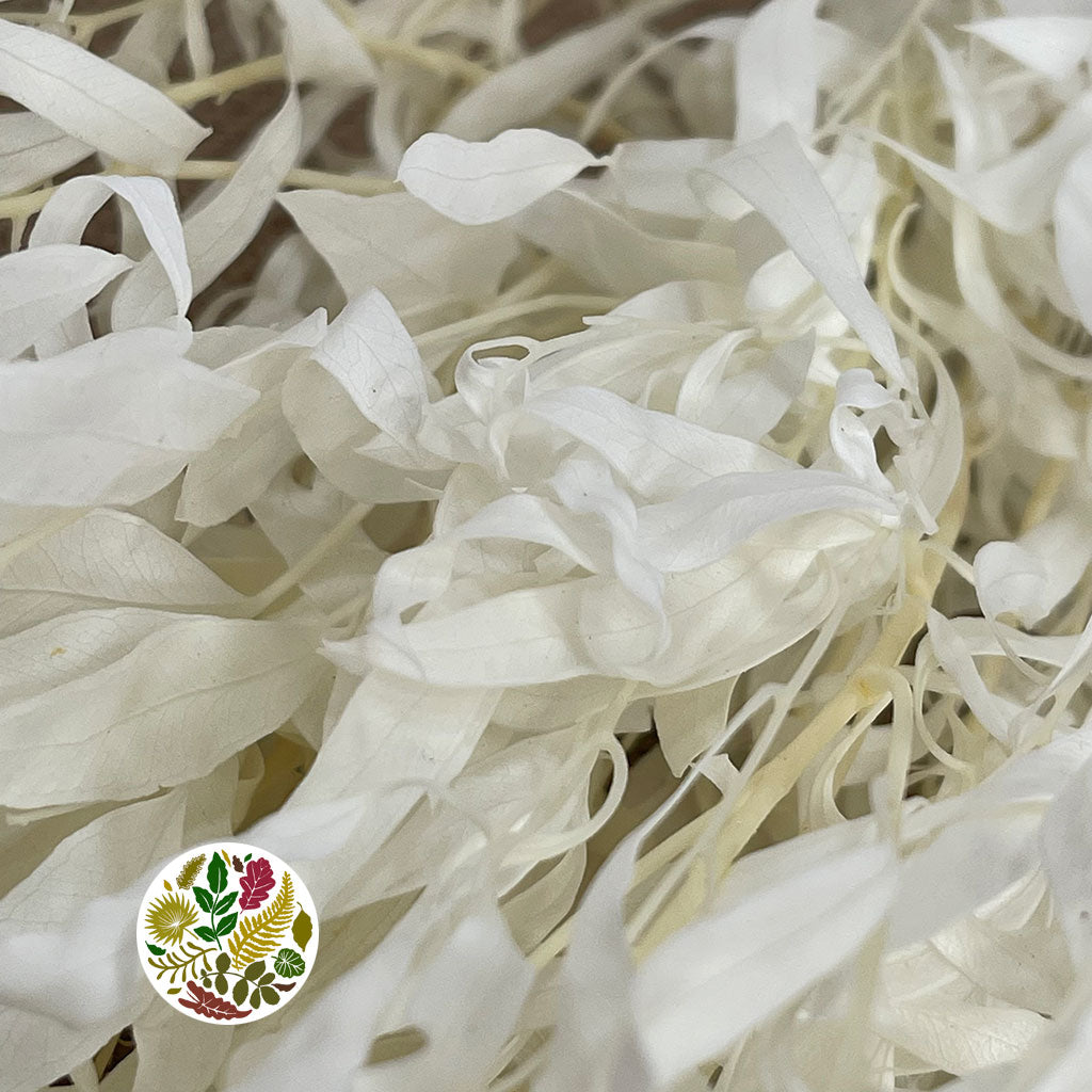 Eucalyptus 'Nicholii' (Bleached) (DRY)