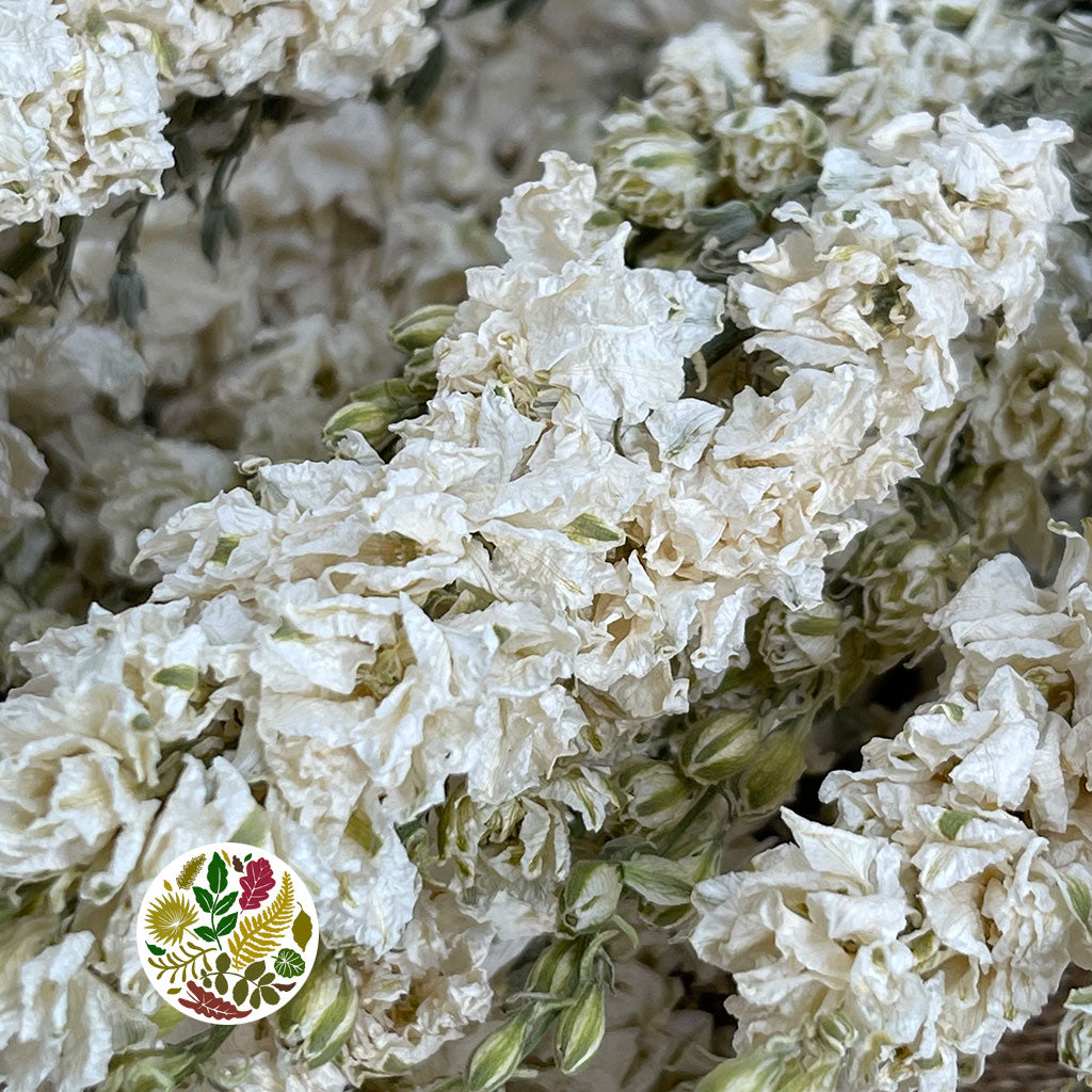 Delphinium &#39;Flowers&#39; (Natural White) (DRY)