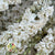 Delphinium 'Flowers' (Natural White) (DRY)