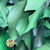 Ivy 'Green' (Presserved) DRY 40-50cm (150g)