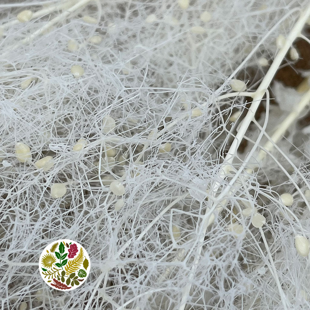 Cotinus 'Coggygria' (Bleached) (DRY) 80cm (100g)