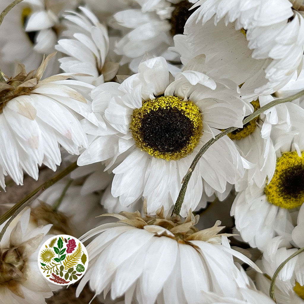 Rodanthe Flower &#39;White Natural&#39; (DRY)