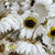 Rodanthe Flower 'White Natural' (DRY)