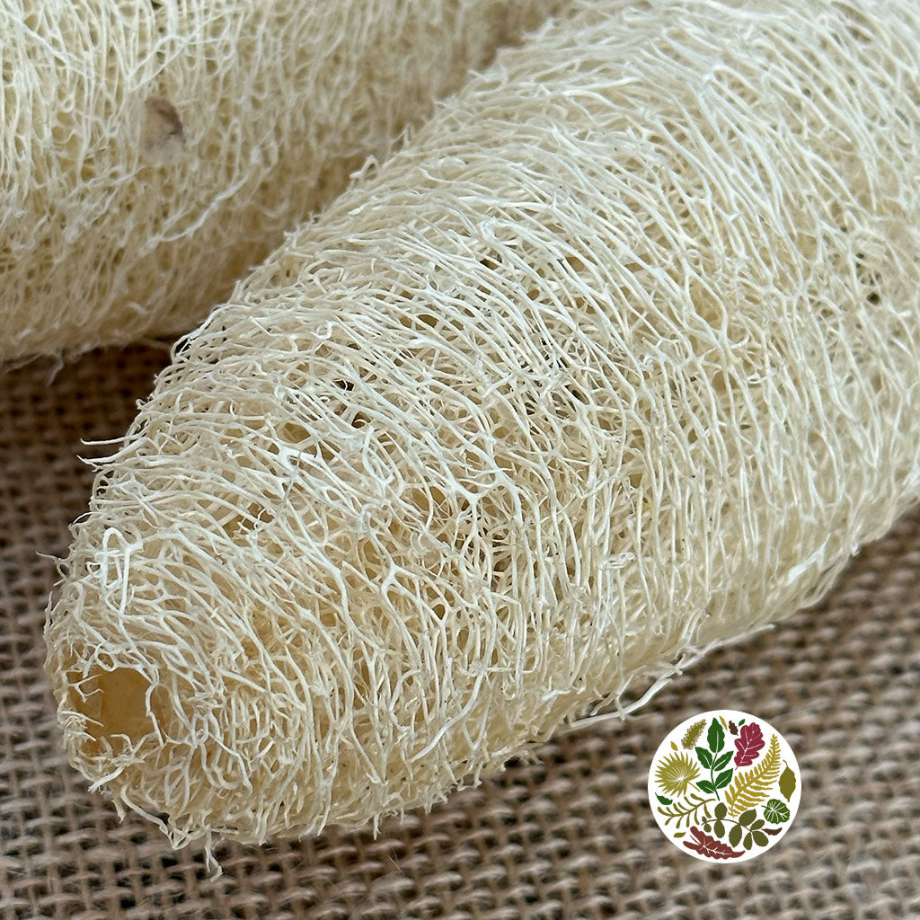 Luffa &#39;On Stem&#39; (Natural) (DRY) (x5)