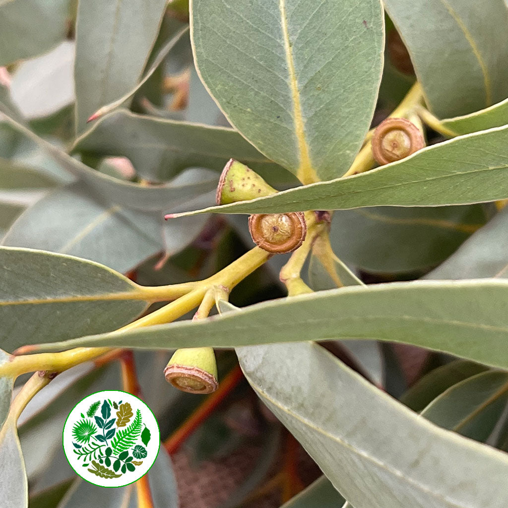 Eucalyptus &#39;Cinerea&#39; (Berries) 70cm (300g)