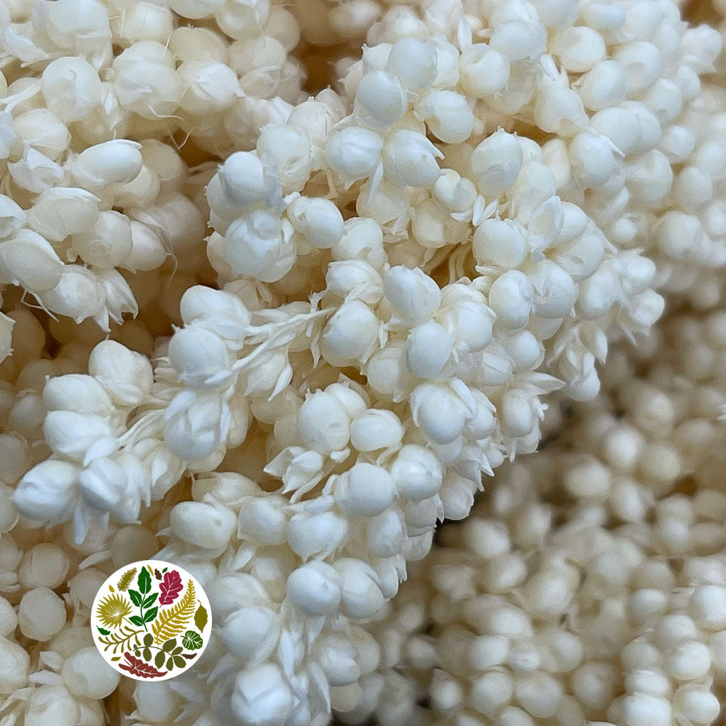 Grass 'Sorgum' (Bleached) (DRY) 70cm