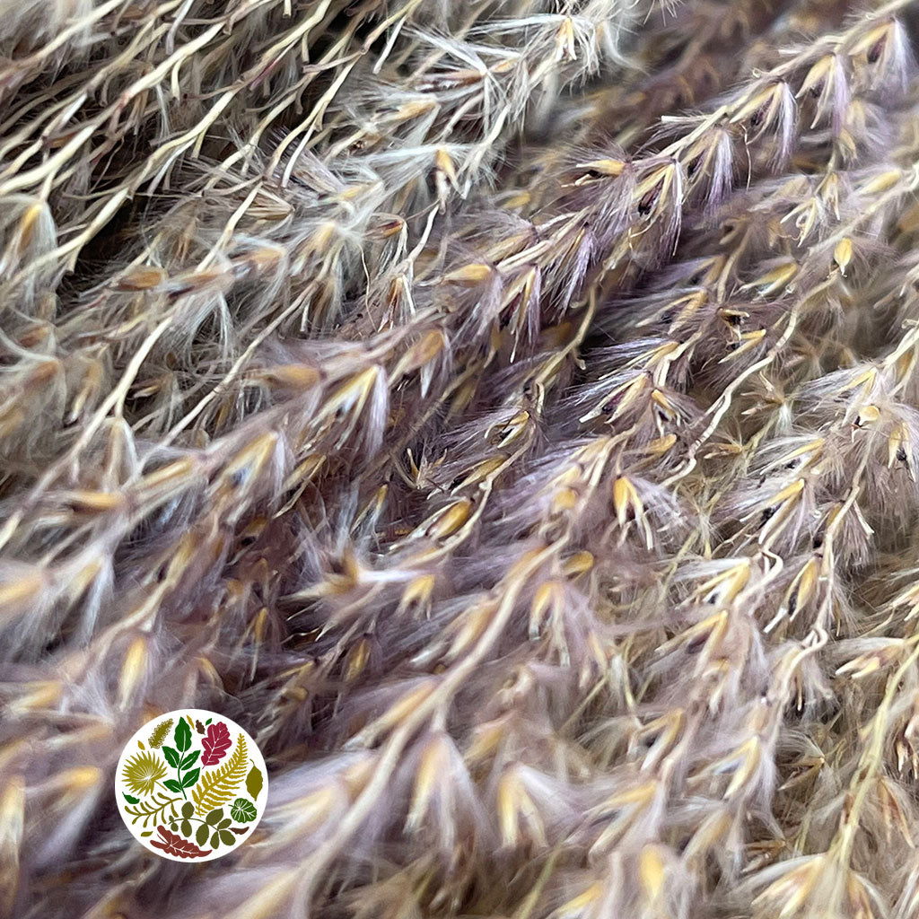 Grass &#39;Miscanthus&#39; (DRY) &#39;White Motion&#39; (x10)