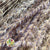 Grass 'Miscanthus' (DRY) 'White Motion' (x10)