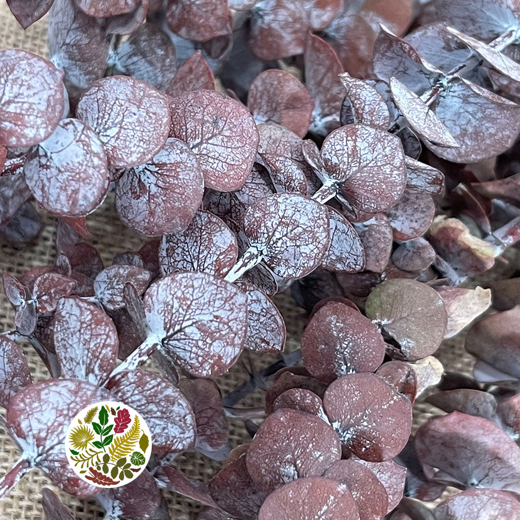 Eucalyptus 'Baby Blue' (Preserved) (Red) (DRY)