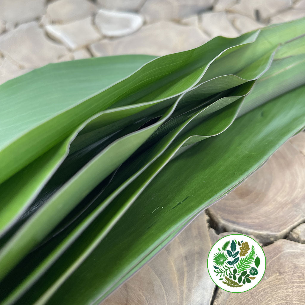 Cordyline &#39;Green Tie&#39; Leaves 80cm (x10)